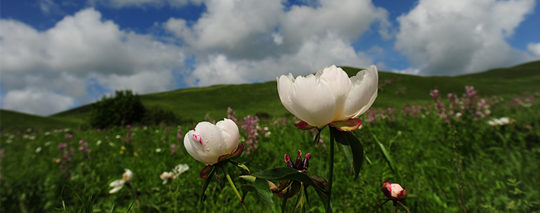 深度草原| 呼倫貝爾草原腹地·私家農(nóng)牧場(chǎng)·額爾古納濕地3天2晚